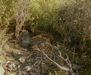 Echidna's mating