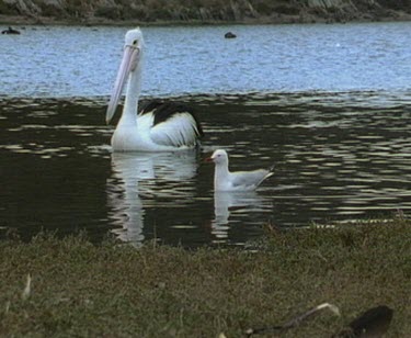 Pelicans and seagulls swimming, echidna walks past in fg.