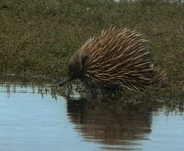 Echidna walking in water, along vegetation on lagoon's bank.