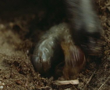 Echidna eating grub larva. It uses its beak to crush open the insect.