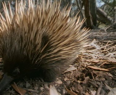 Echidna turns and walks away.