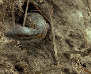 Young goanna who lives inside termite mound exits its home through a small hole, takes a look around and then goes back in.