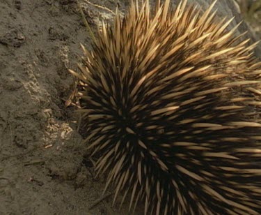 Echidna digging into termite mound