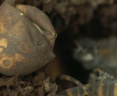 Pull focus from egg shell to young goanna inside termite mound