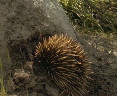 Echidna digging into termite mound