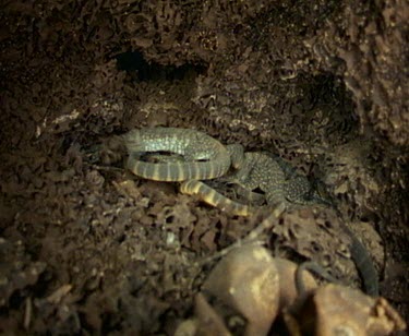 goanna young and egg shells in termite mound