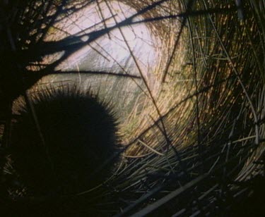 Echidna in silouhette, hiding in grass.