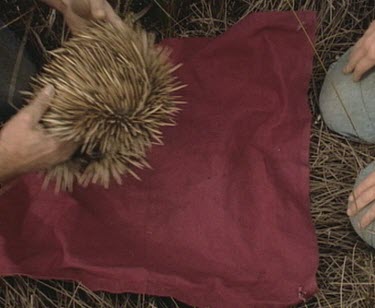 Scientists lay echidna on blanket. She is rolled into tight defensive ball. They gently uncurl her and look in her pouch for eggs.