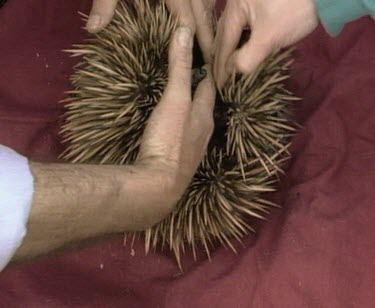 Scientists gently roll echidna back into ball .