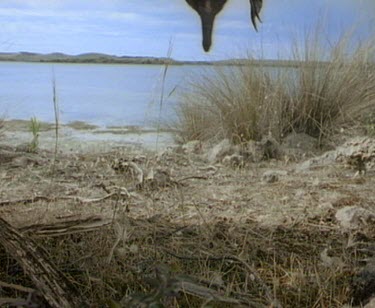 Echidna falls off branch