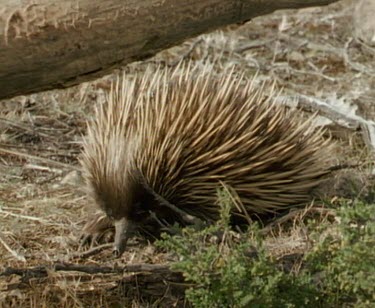 HA. Echidna walks away.