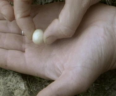 Scientis holding tiny echidna's egg in hand. See size.