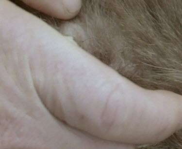 Scientist gently replaces echidna's egg in pouch