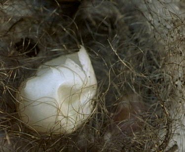 Newborn two hours old Puggle echidna baby in pouch with egg shell .