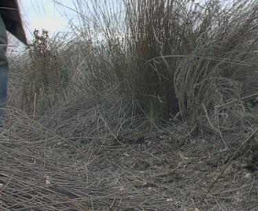 Scientists release tagged echidna