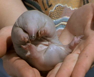 Five week old puggle held by scientist