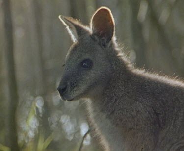 Head portrait of tammar wallaby.