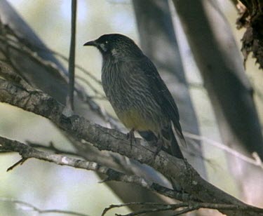 Unidentified bird in tree, hopping along branch.