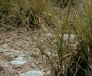 Echidna walking