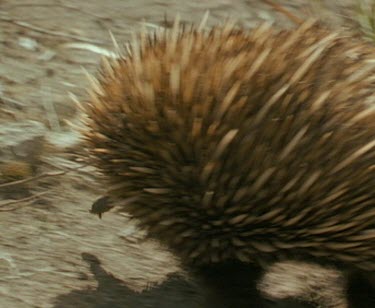 Echidna walking