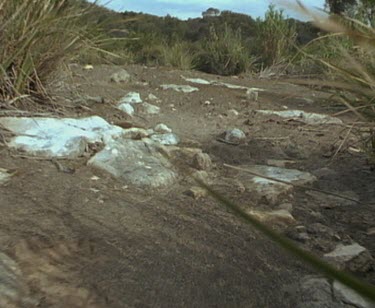 Echidna or any small animal  walking along brown soil.