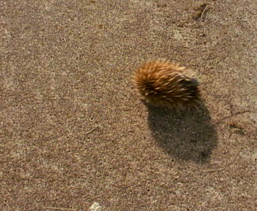 HA. Tagged Echidna walks through meat ants.