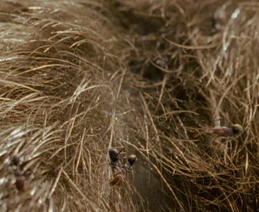 Meat ants on echidna's spines.