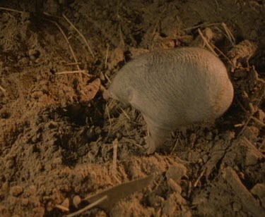 Puggle Echidna baby alone in nursery burrow. Mother will return to feed puggle only once every five days.