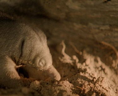 Puggle Echidna baby alone in nursery burrow. Mother will return to feed puggle only once every five days.