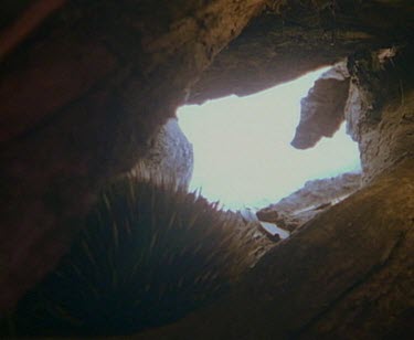 Echidna in burrow, interior shot.