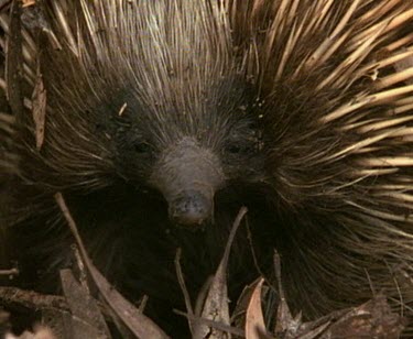 Alert echidna looking around, sniffing air.