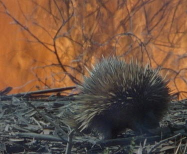 Echidna in fg with flames of bushfire in bg.