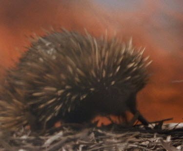 Echidna in fg with flames of bushfire in bg.