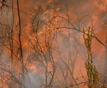 Bushfire