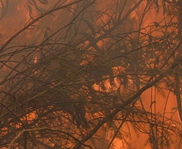 Bushfire