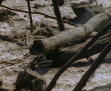 Log smouldering and igniting