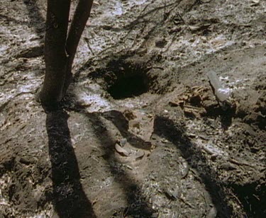 Burnt burrow entrance.