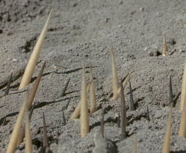 Echidna spines poking out of ash. Echidna is buried beneath the ash. Echidna has survived the bushfire.