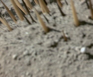 Echidna beak emerges from the ash.