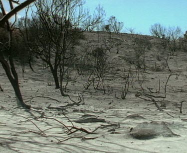 Echidna walking through burnt landscape. Ash blowing.