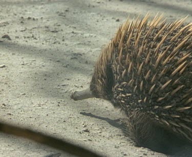 Echidna walking through burnt landscape. Ash blowing.