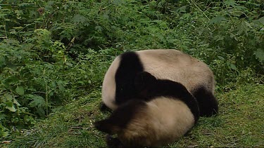 Two Giant Pandas playing. Play fighting.