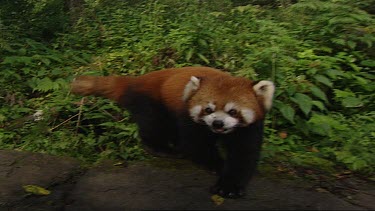 Red Panda or lesser panda walking towards camera. Looks like it is chewing, forest, jungle habitat in background. Handheld shot