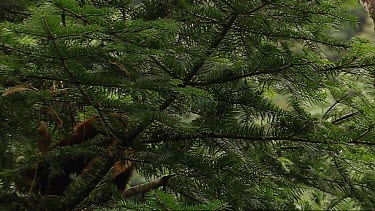 Red Panda climbs tree, forest, jungle habitat in background. Tree is a fir or pine.