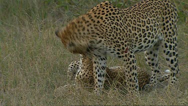 Mum plays with cub. Mother appears wounded, she has gash marks on her shoulders.