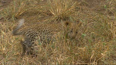 Two cute playful leopard cubs.