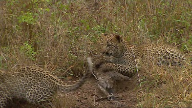 Two cute playful leopard cubs.