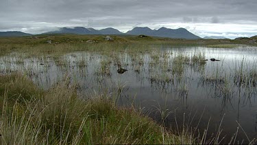 Grey, wet rain-filled sky. Bog or marsh in foreground. Hills in background. Ireland. Lake in Connemara