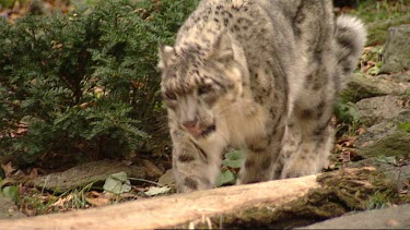 Snow Leopard. Extremely rare and endangered. Stretches and yawns.