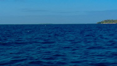 Humpback whale breach Mounu Island Tonga.